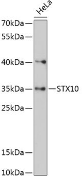STX10 Rabbit pAb