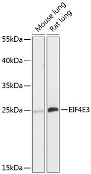 EIF4E3 Rabbit pAb