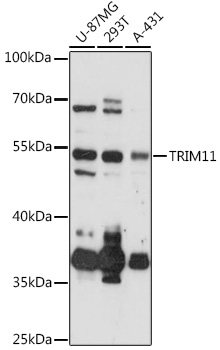 TRIM11 Rabbit pAb