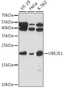 UBE2E1 Rabbit pAb