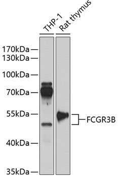 FCGR3B Rabbit pAb