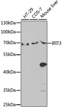 IFIT3 Rabbit pAb