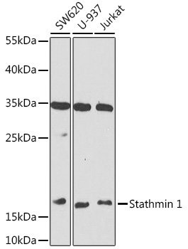 Stathmin 1 Rabbit pAb