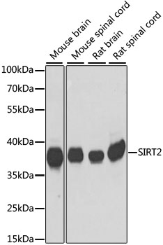 SIRT2 Rabbit pAb
