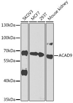 ACAD9 Rabbit pAb