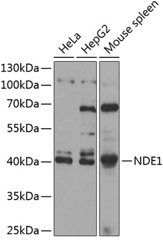 NDE1 Rabbit pAb