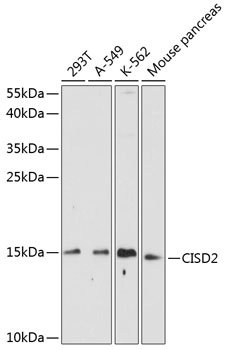 CISD2 Rabbit pAb