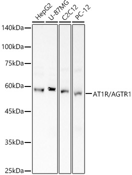 AT1R/AGTR1 Rabbit pAb