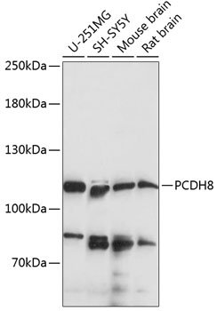 PCDH8 Rabbit pAb