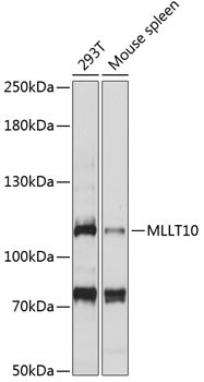 MLLT10 Rabbit pAb