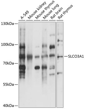 SLCO3A1 Rabbit pAb