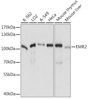 EMR2 Rabbit pAb