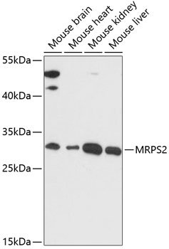 MRPS2 Rabbit pAb
