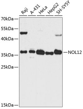 NOL12 Rabbit pAb