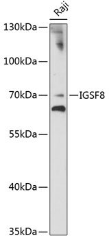 IGSF8 Rabbit pAb