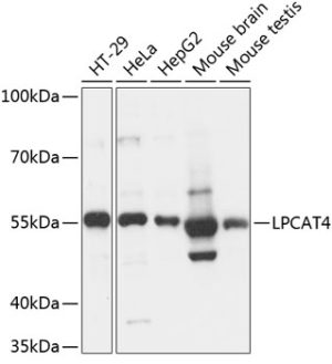 LPCAT4 Rabbit pAb
