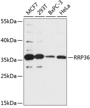 RRP36 Rabbit pAb