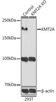 [KO Validated] KMT2A Rabbit pAb