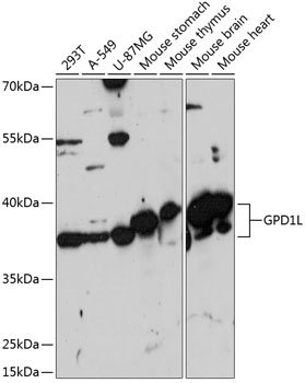 GPD1L Rabbit pAb