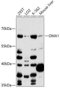 OMA1 Rabbit pAb
