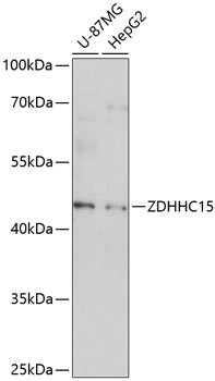 ZDHHC15 Rabbit pAb