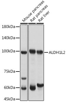 ALDH1L2 Rabbit pAb