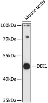 DDI1 Rabbit pAb