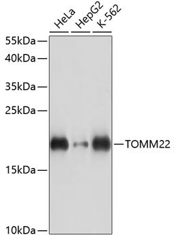 TOMM22 Rabbit pAb