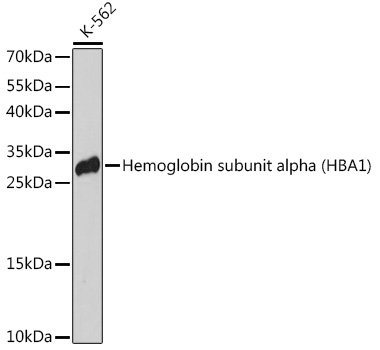 Hemoglobin subunit alpha (HBA1) Rabbit pAb