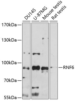 RNF6 Rabbit pAb