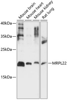 MRPL22 Rabbit pAb