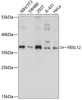 FBXL12 Rabbit pAb