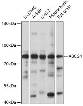 ABCG4 Rabbit pAb