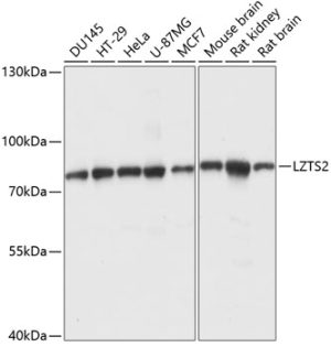 LZTS2 Rabbit pAb