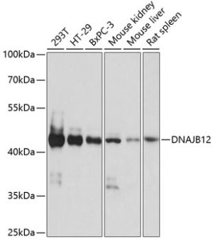 DNAJB12 Rabbit pAb