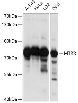 MTRR Rabbit pAb
