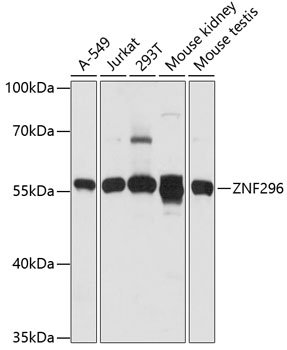 ZNF296 Rabbit pAb