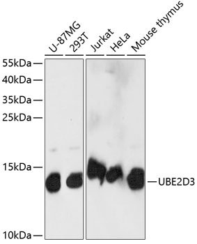 UBE2D3 Rabbit pAb