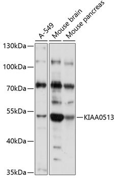 KIAA0513 Rabbit pAb