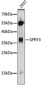 SPRY3 Rabbit pAb