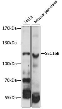 SEC16B Rabbit pAb