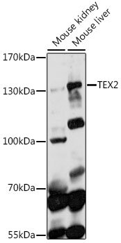 TEX2 Rabbit pAb