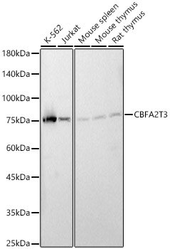 CBFA2T3 Rabbit pAb