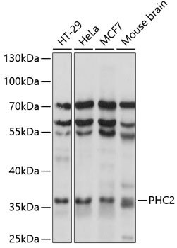 PHC2 Rabbit pAb