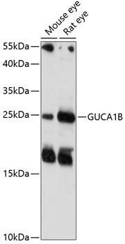 GUCA1B Rabbit pAb