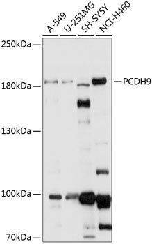 PCDH9 Rabbit pAb