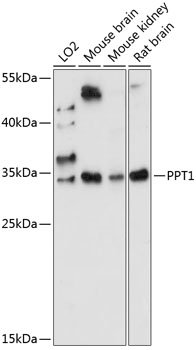 PPT1 Rabbit pAb