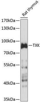 TXK Rabbit pAb
