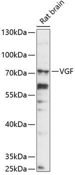VGF Rabbit pAb