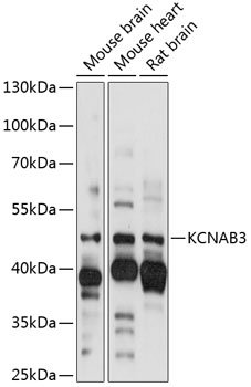 KCNAB3 Rabbit pAb